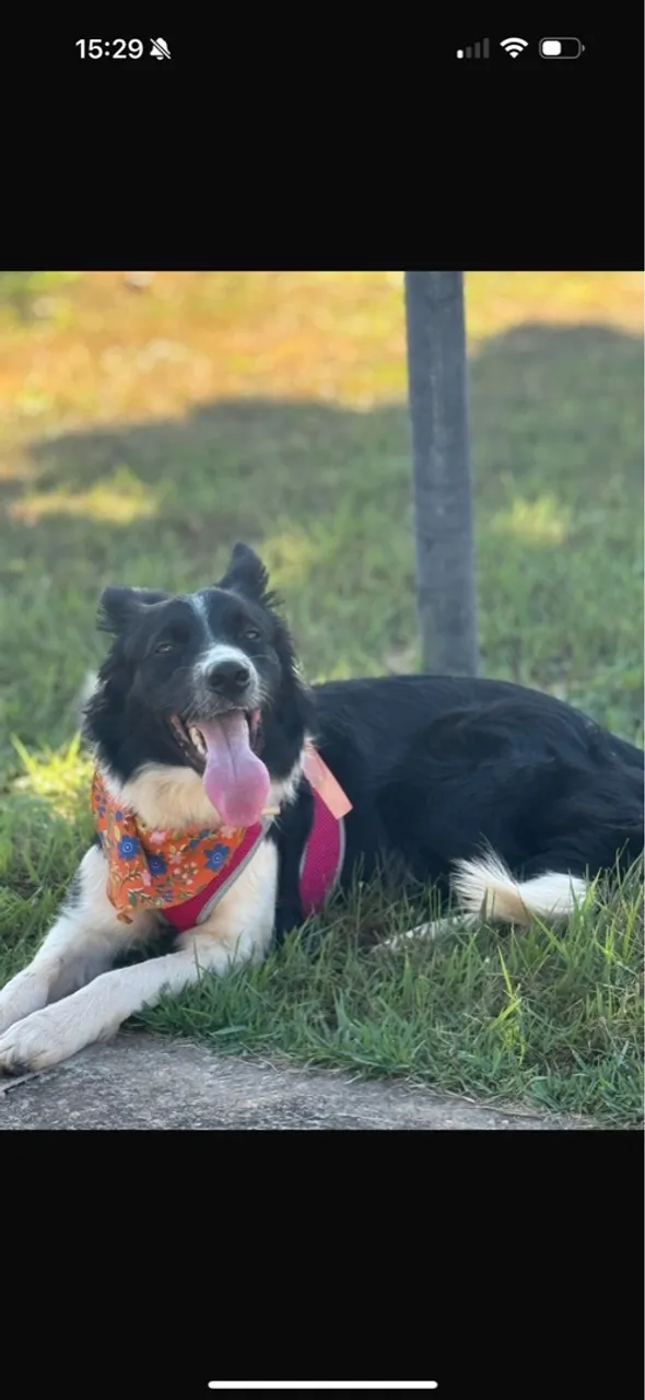 Border collie