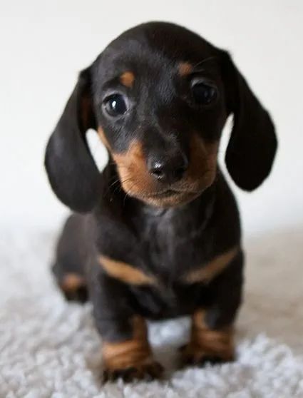 Basset Teckel com 50 dias !