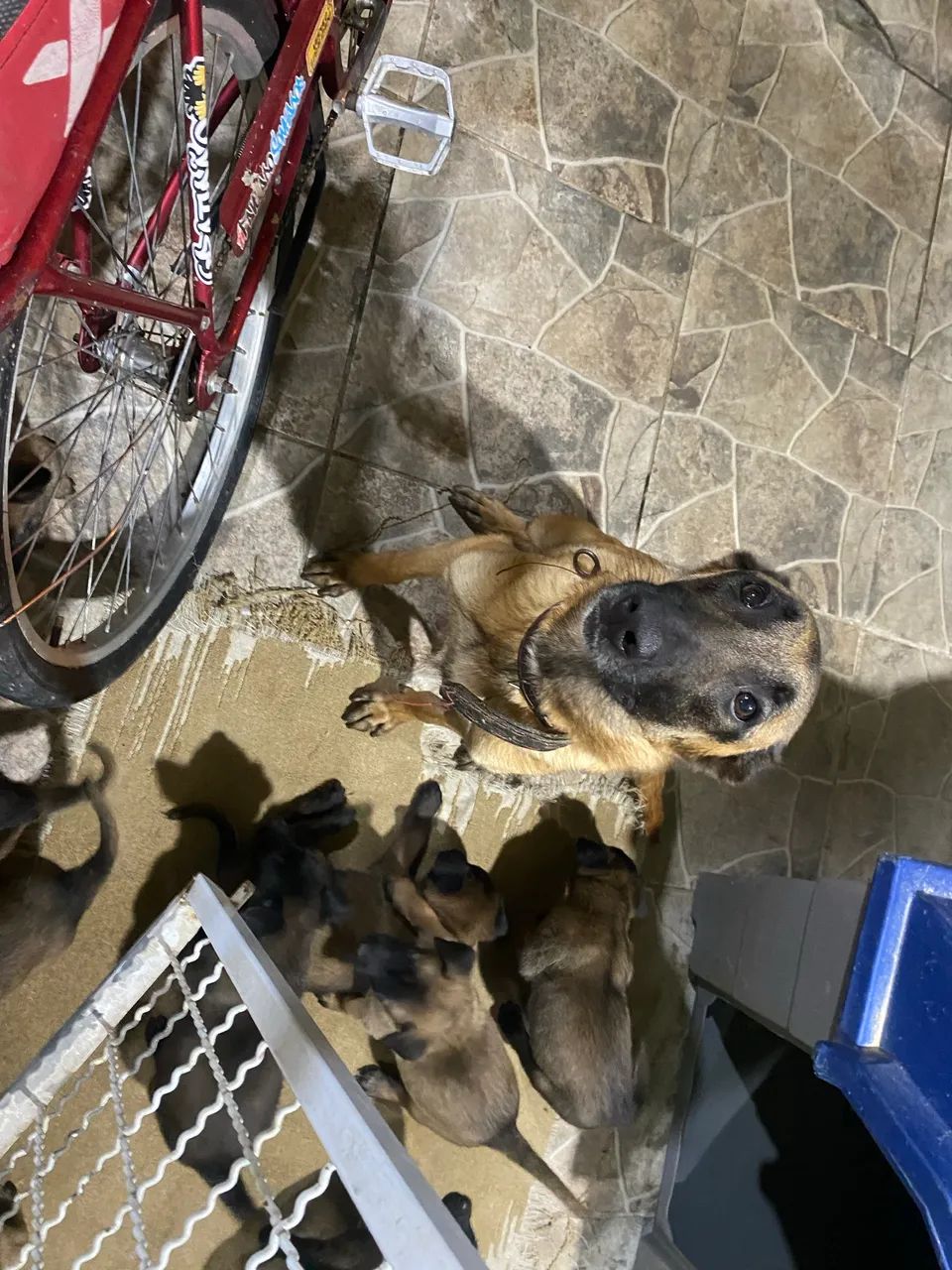 Pastor Malinois a venda64166906875650121
