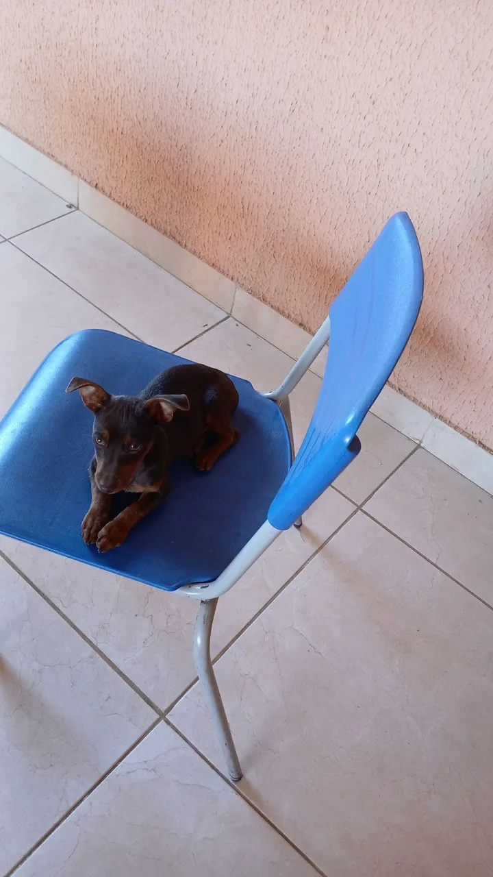 Filhote de Pinscher
