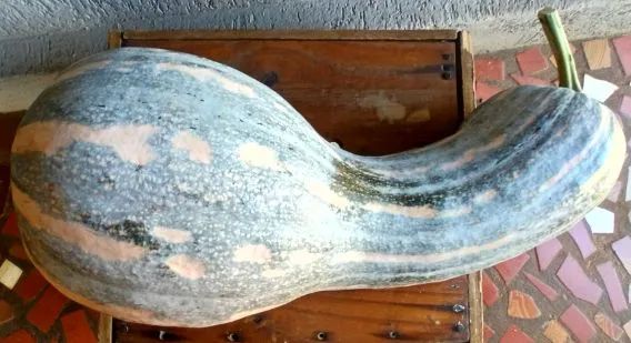 2 Abóboras Gigantes para Produção Rural - Foto 6