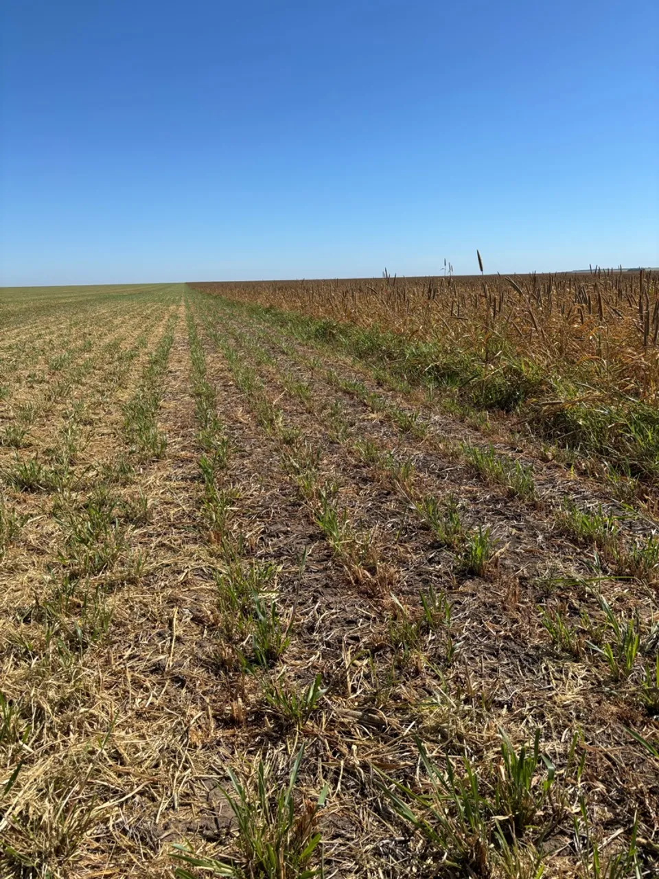 Fazenda 375 hectares