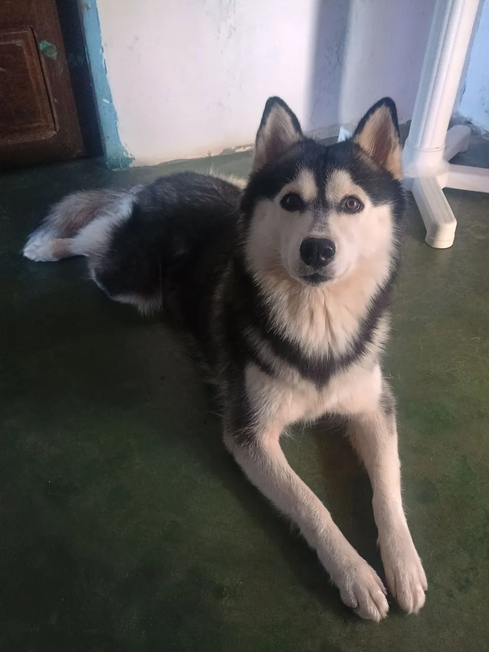 Husky Siberiano Fêmea
