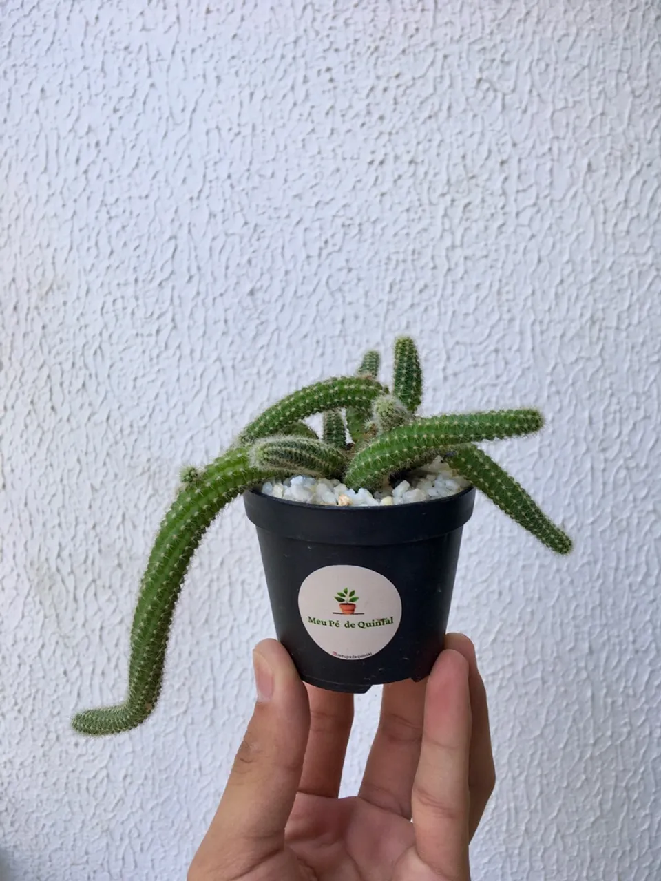 Cacto-amendoim em vaso 