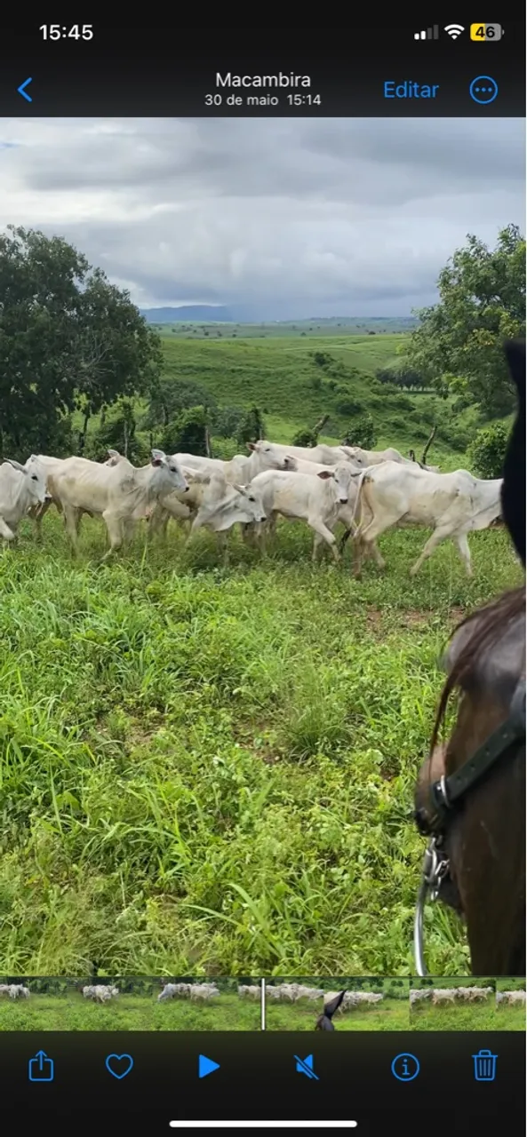 Gado Nelore para venda