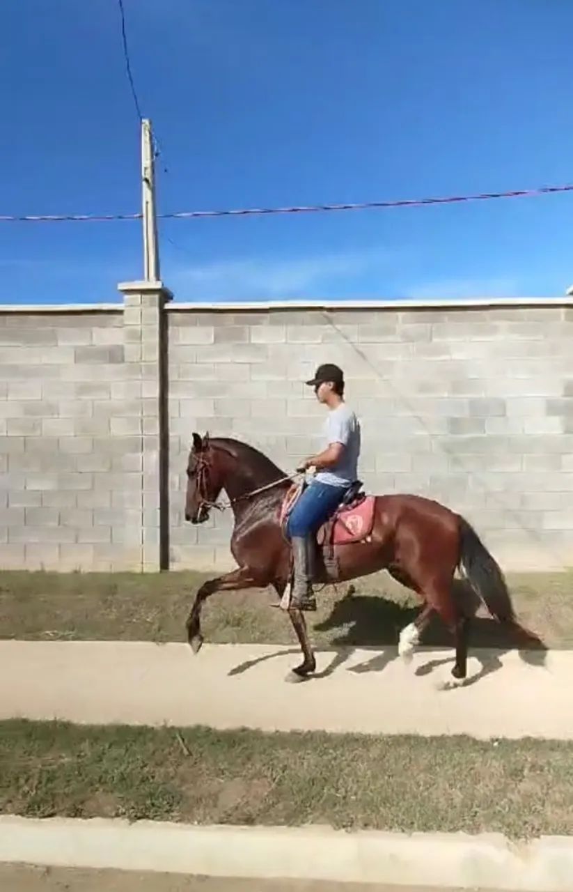 Égua mangalarga de pista (com premiação) 