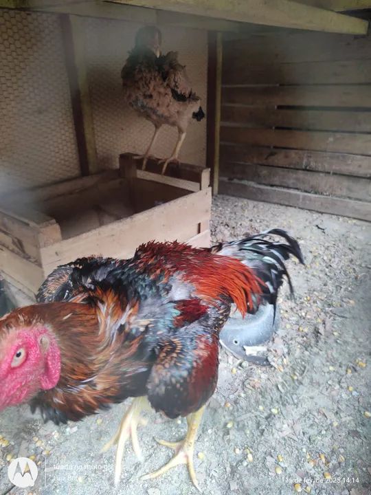 Galinhas de raça  - Foto 3