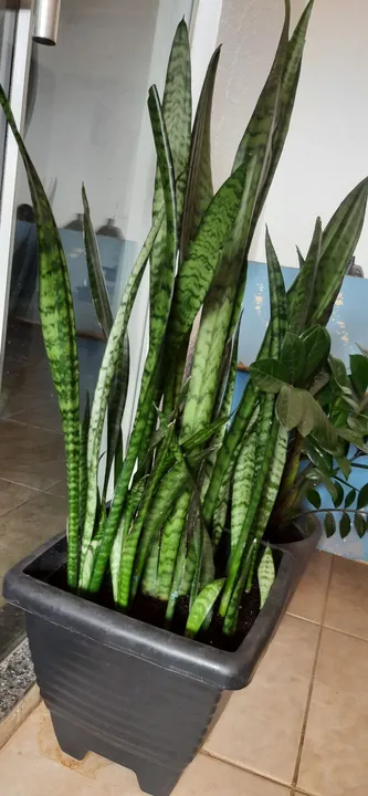 Planta espada de São Jorge