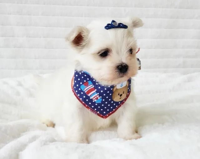 maltes mini disponivel - Foto 2