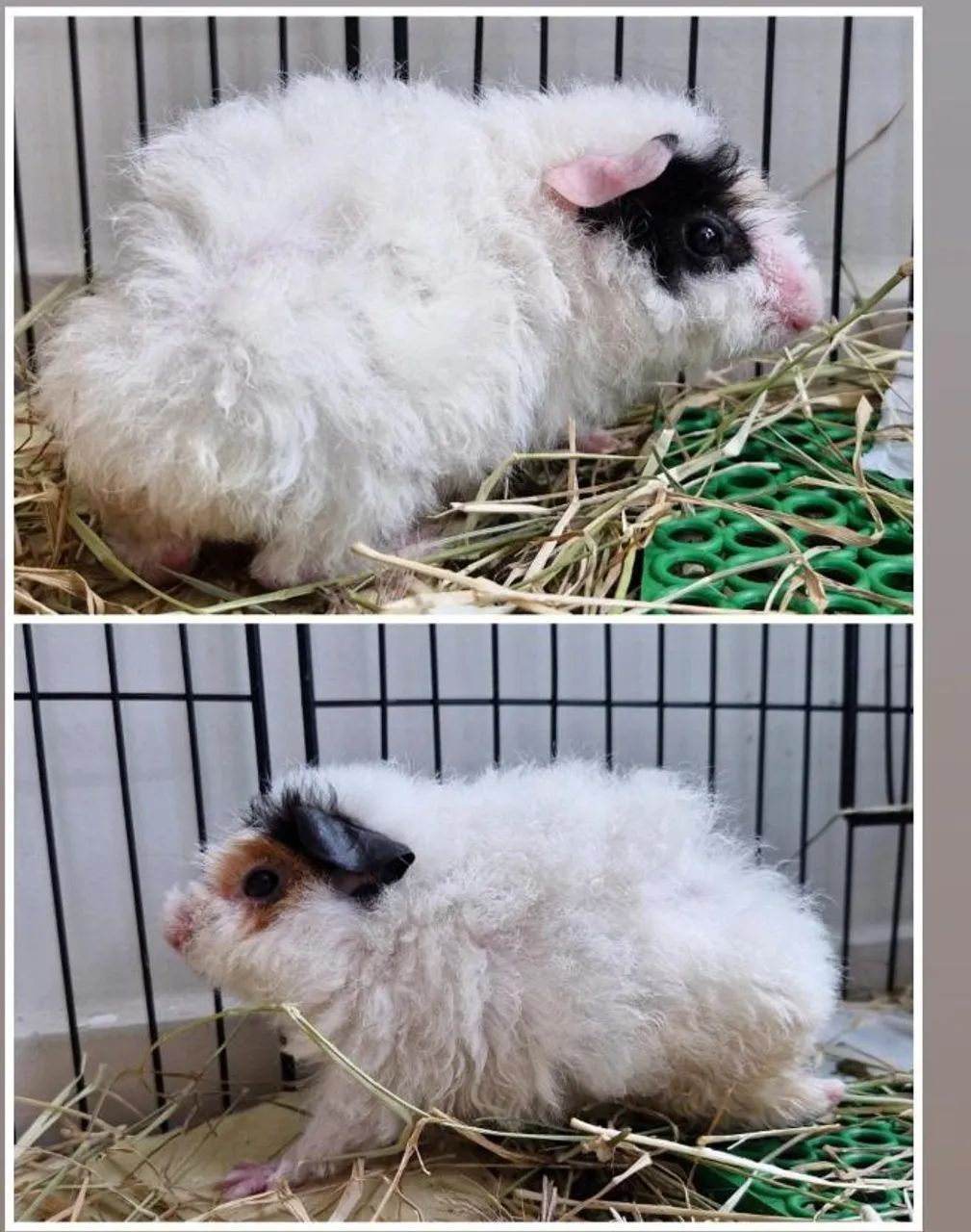 Vendo porquinha da índia Teddy! Valor a negociar