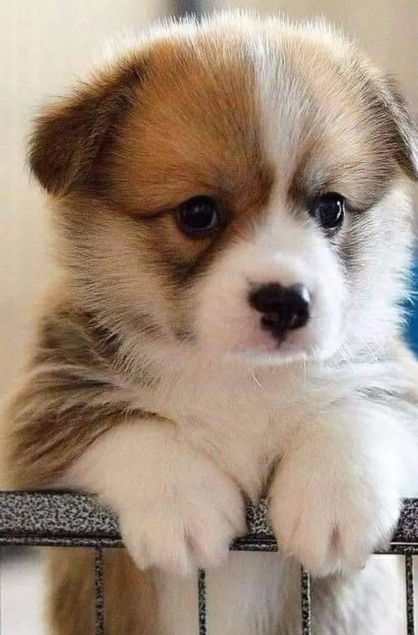 Realeza dos Corgi (Venda )
