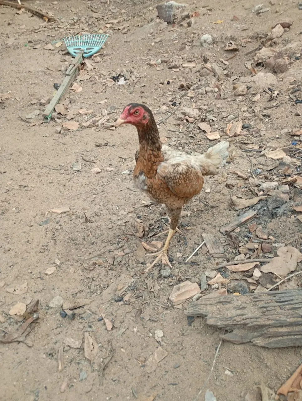 Galinha
