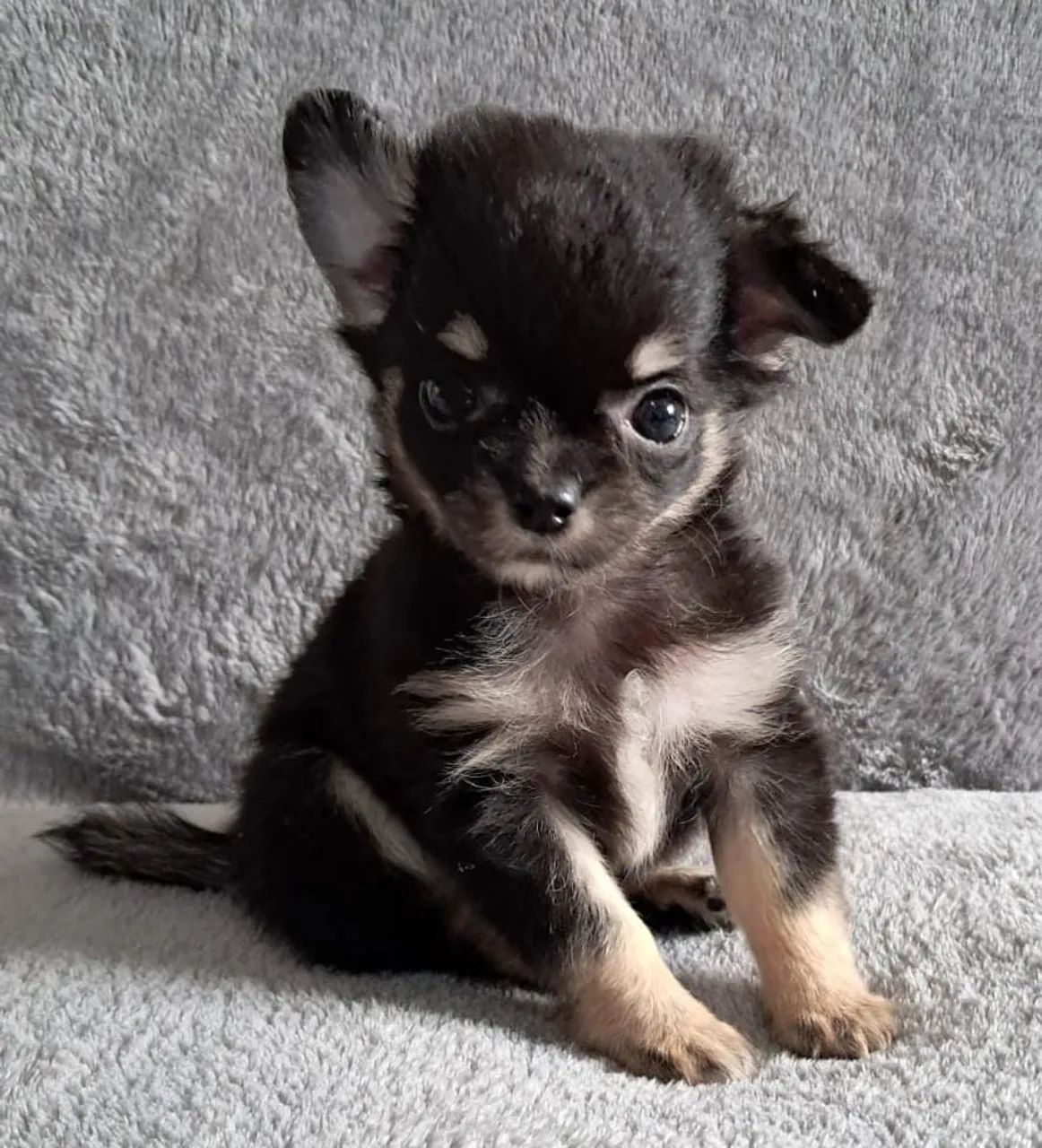 Chihuahua fêmea com vacina importada - Foto 6