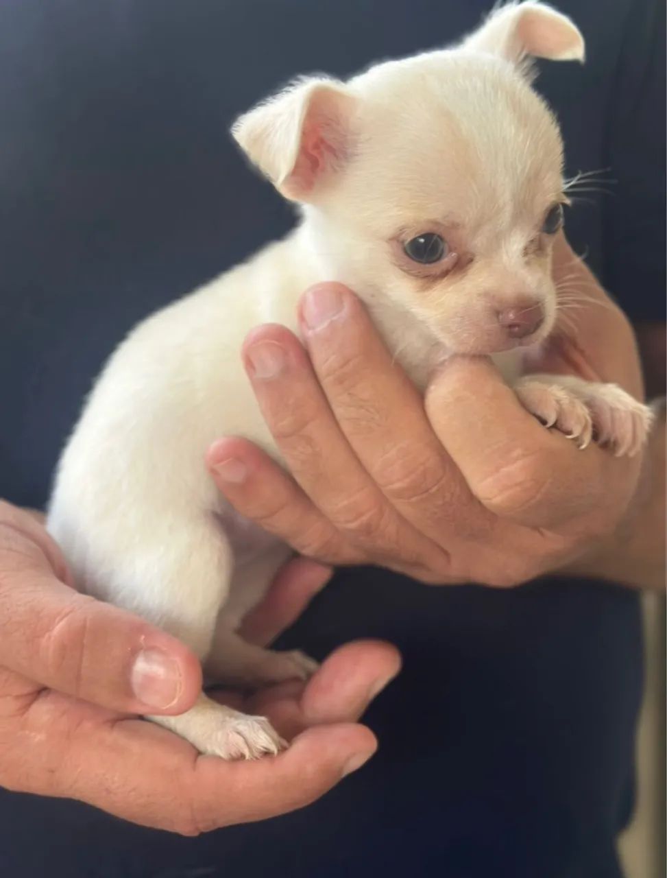 Chihuahua filhote 