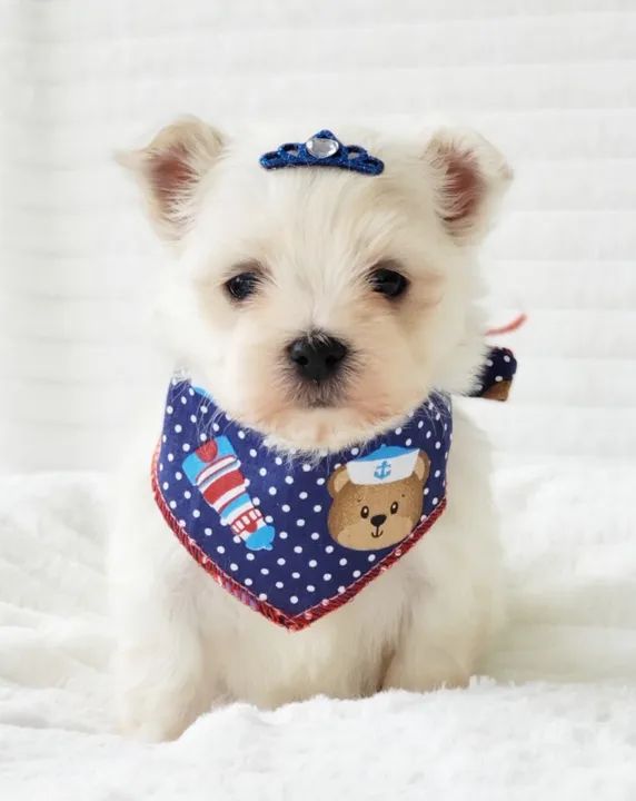 maltes mini disponivel - Foto 5