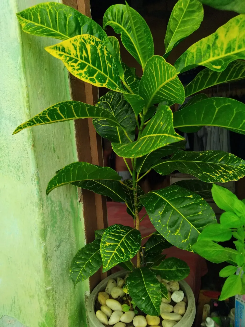 Planta Croton Exuberante