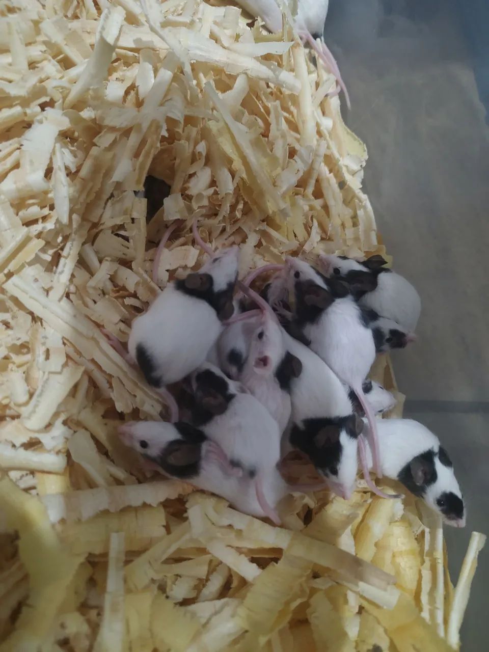 Topolinos 
