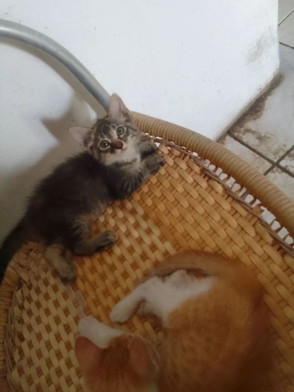 Neném Adoção Responsável  - Foto 2