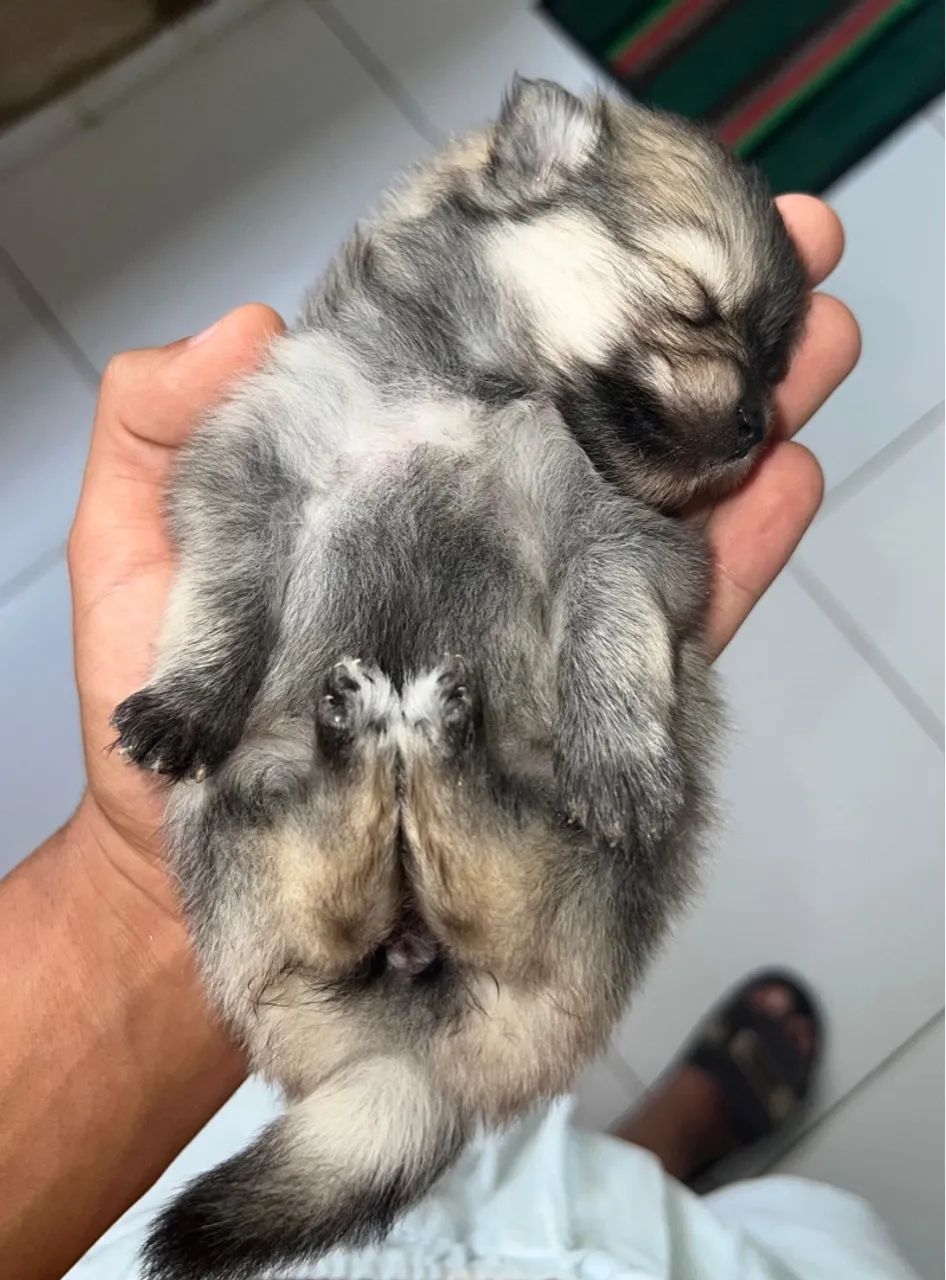 Filhote de Spitz Alemão - Fofo e Charmoso! - Foto 3
