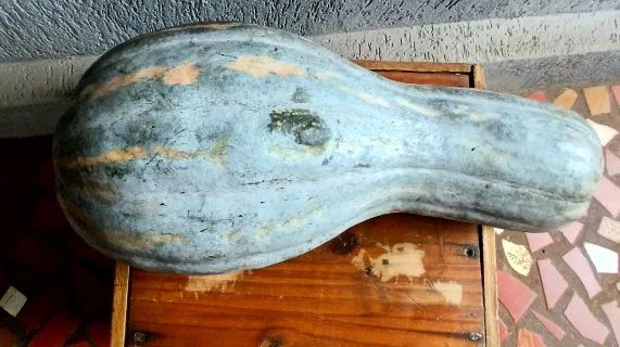 2 Abóboras Gigantes para Produção Rural