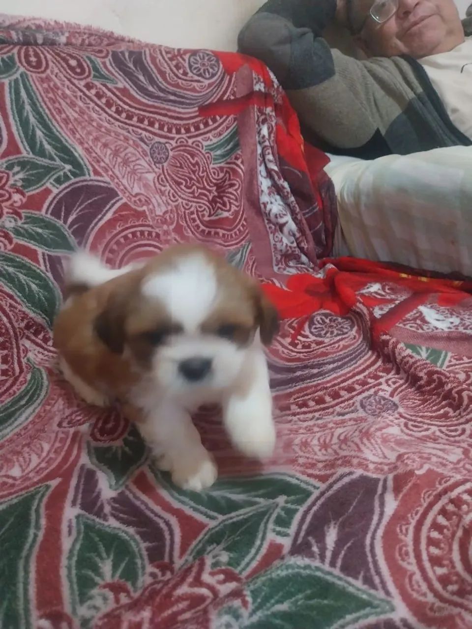 Shih-tizu 700,00 - Foto 4