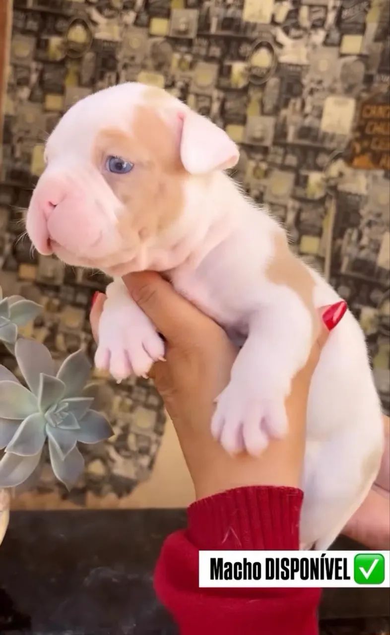 American Bully Micro 