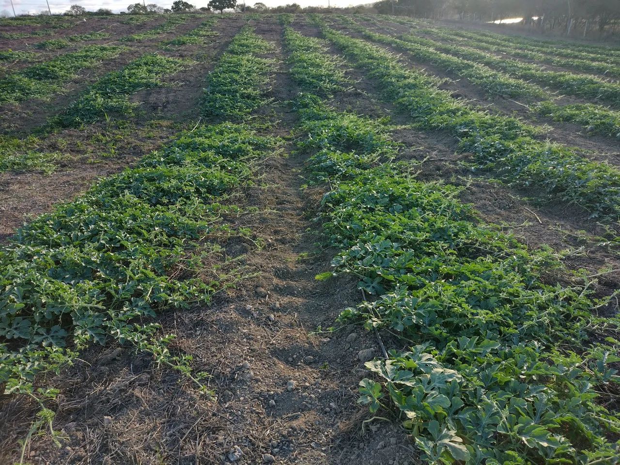Vendo terreno em Ribeirópolis - SE - Foto 5