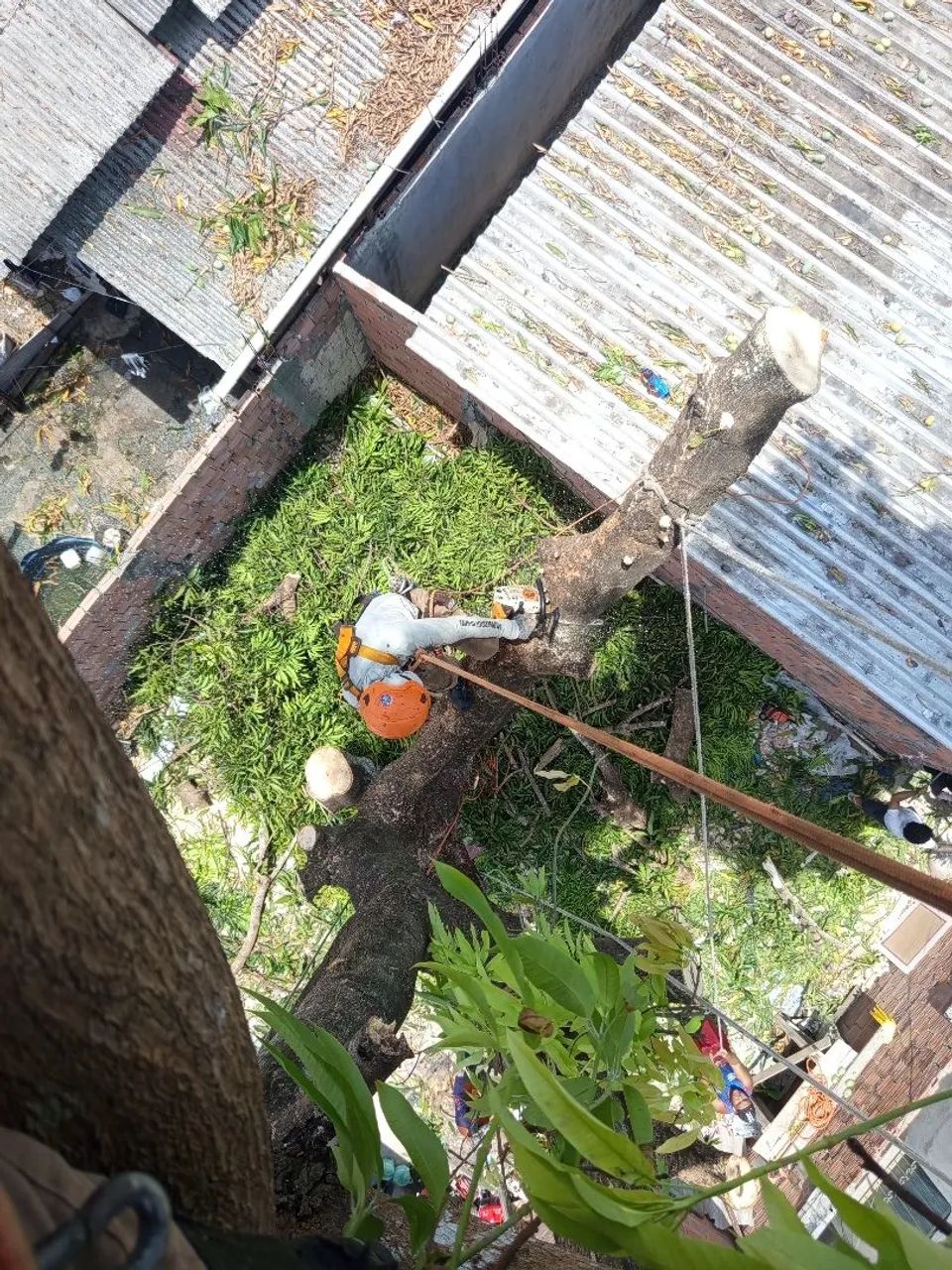 Corte de árvore  - Foto 5