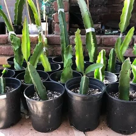 Pitaya  - Foto 2