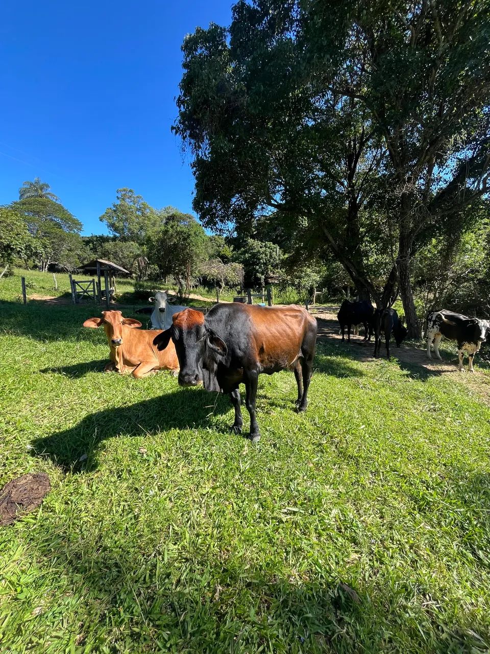 Vacas leiteiras - Foto 5