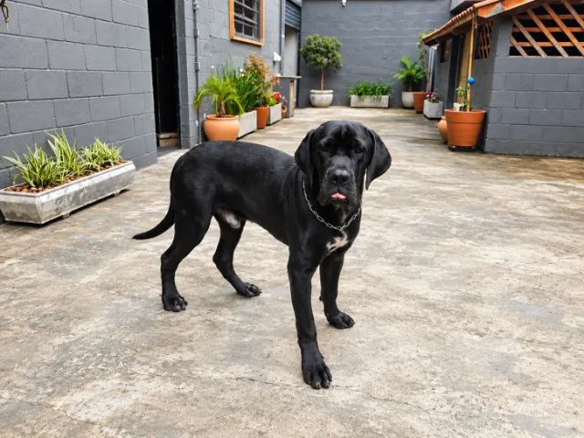 Cane Corso Macho 11 Meses com Pedigree CBKC