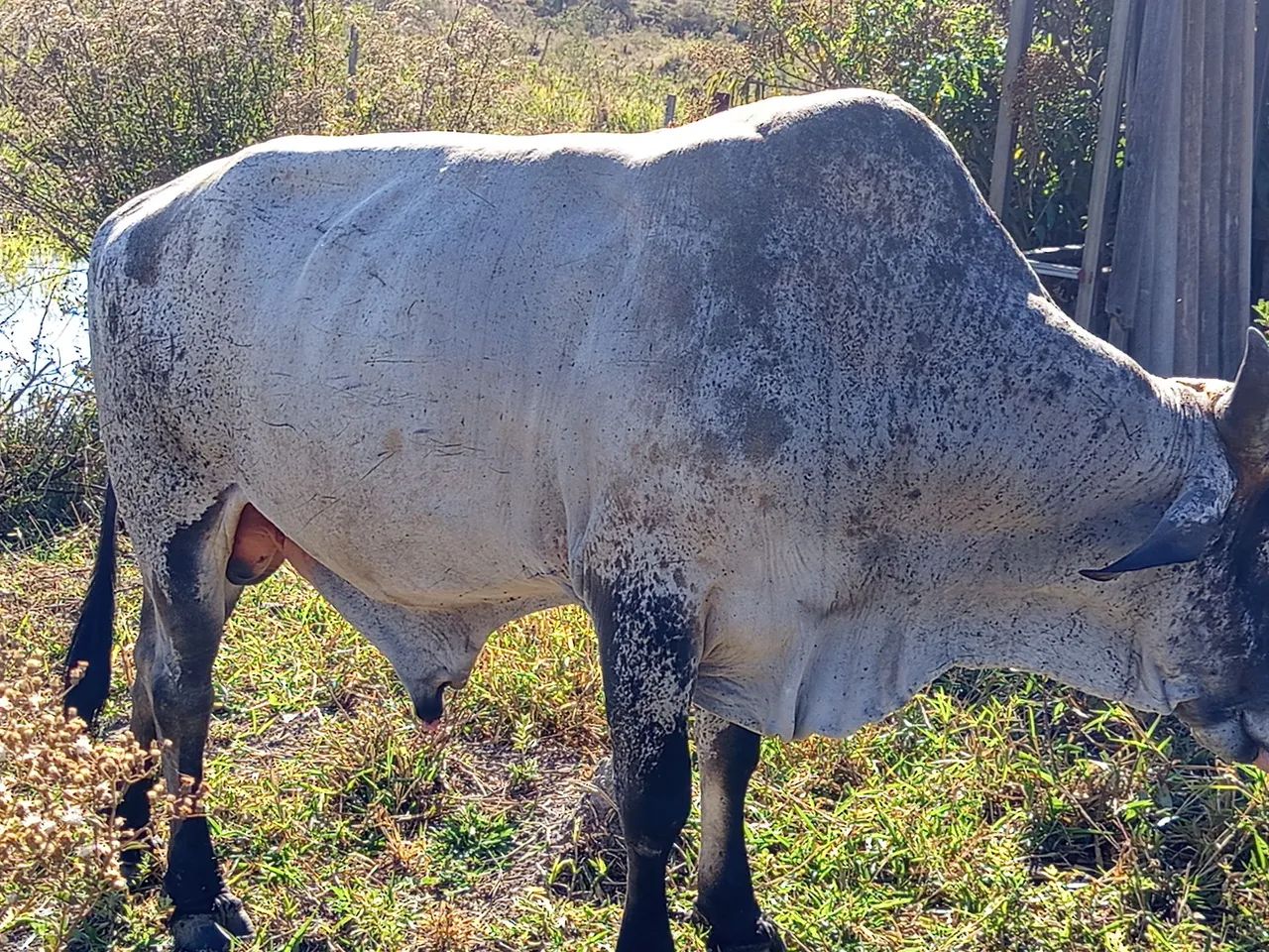 Vendo um boi Gil média 20 @  valor 7000 - Foto 5