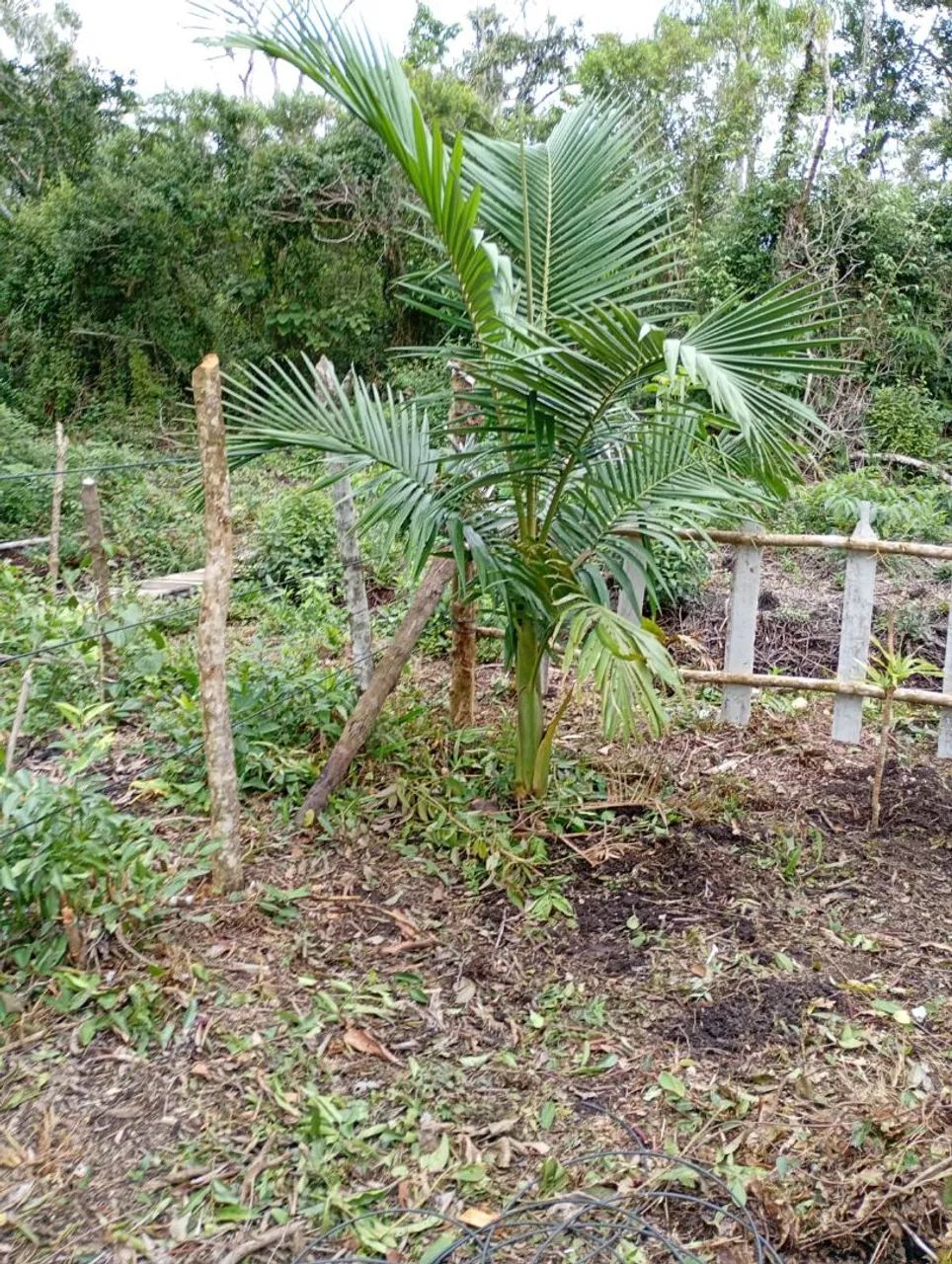 Vendo terreno em Iguape  - Foto 3