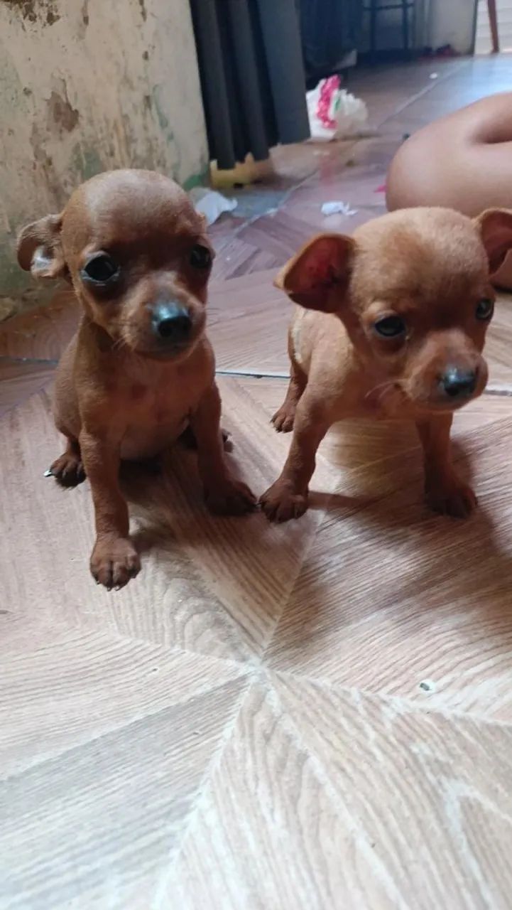 Filhote de pinscher - Foto 5