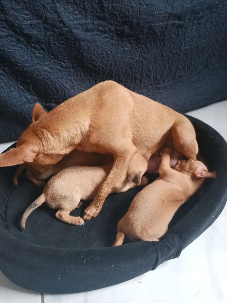 Cachorrospinches  - Foto 2