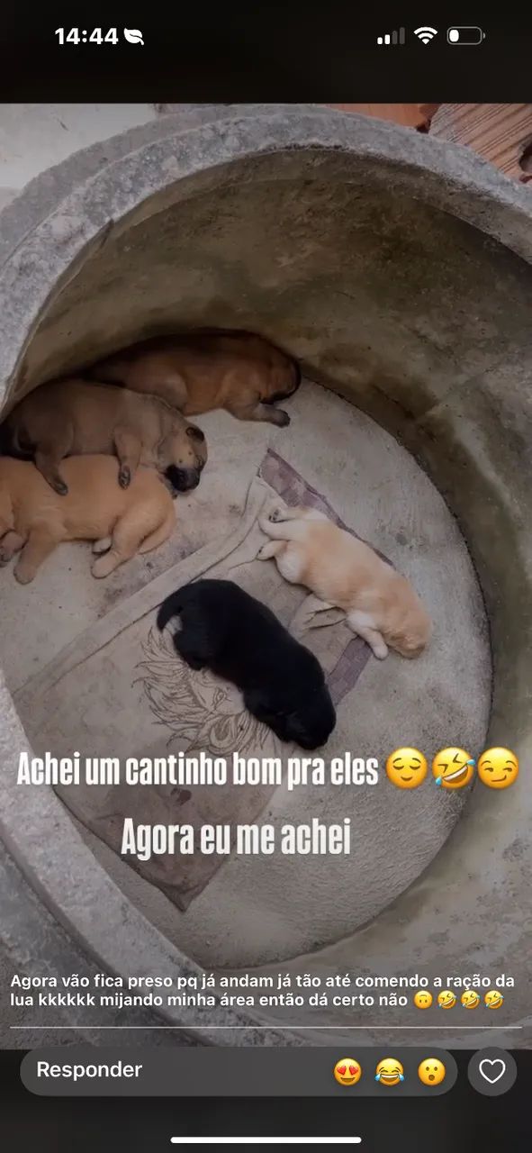 Filhotes de chow chow disponível  - Foto 2