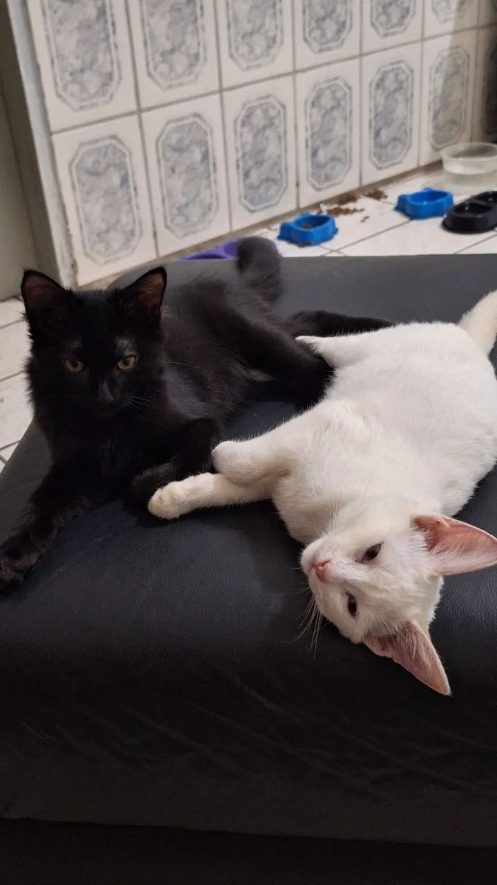 DOA-SE GATA - Foto 3