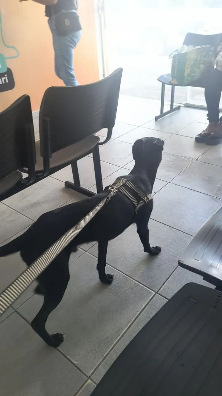 Doação de cachorro
