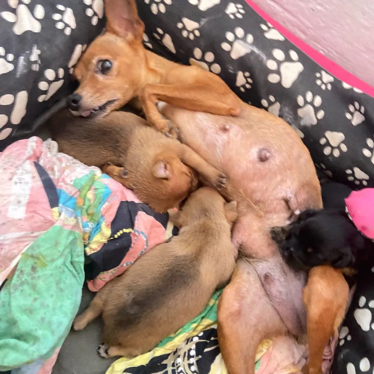Filhotes de pinscher número 1
