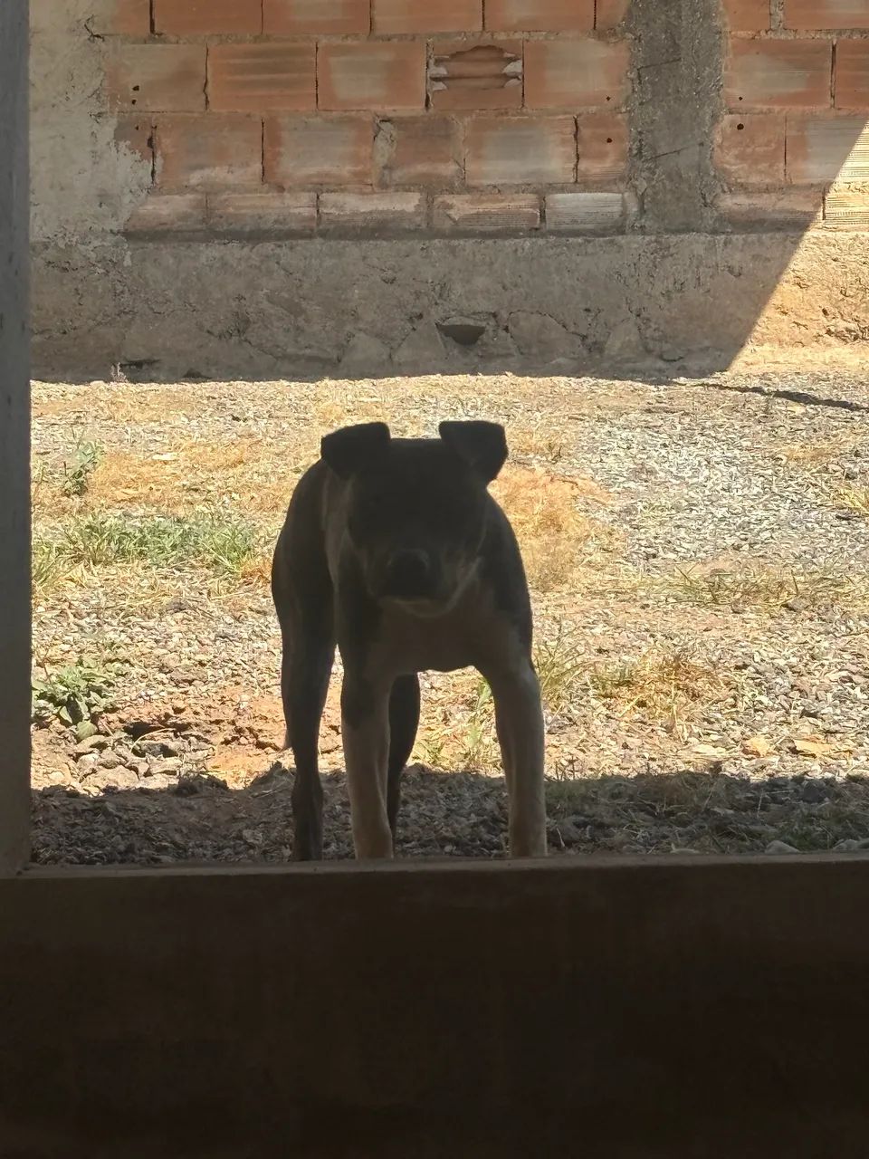 Doacao de cachorro americn bully com pitbull 