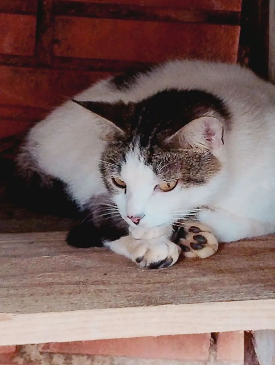 Doação Gatos (Um de raça) - Foto 2