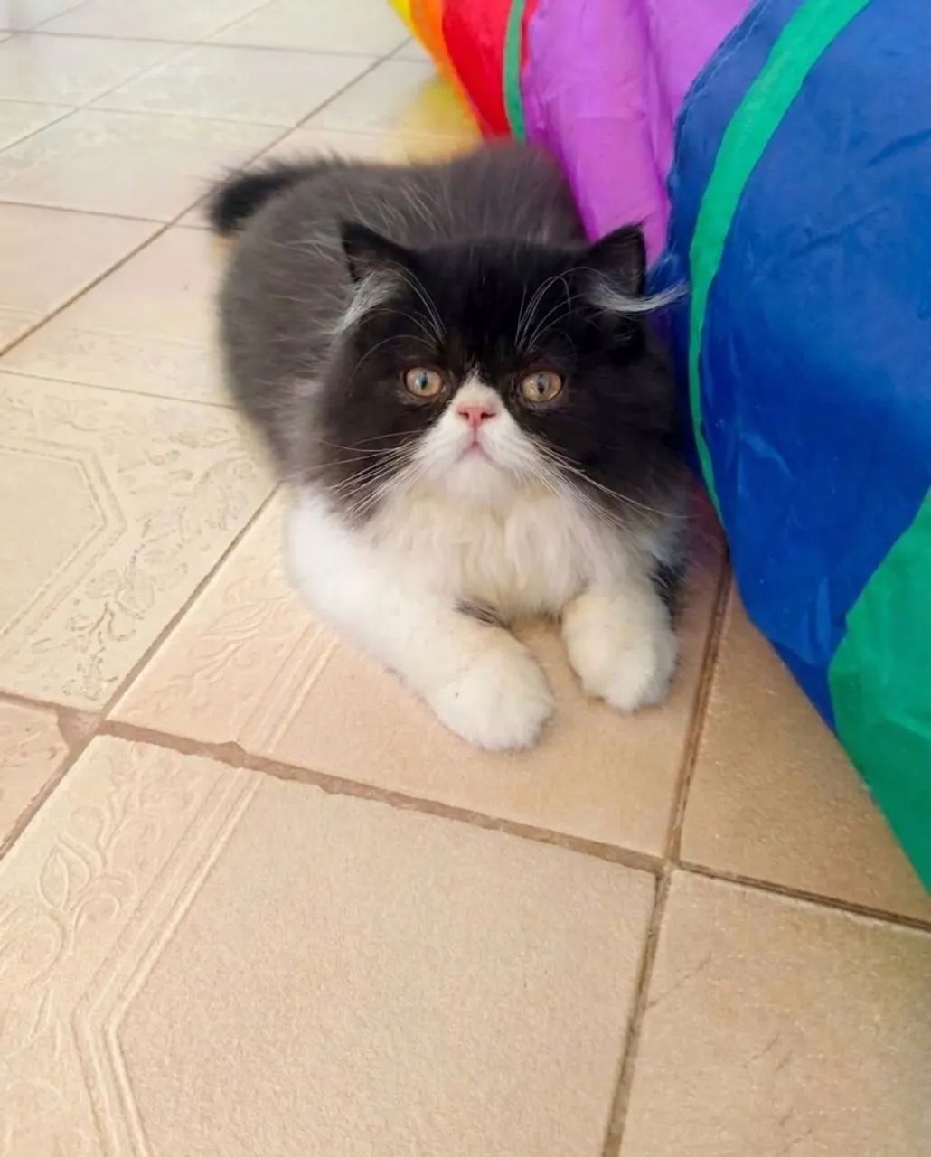 Gato persa  - Foto 2
