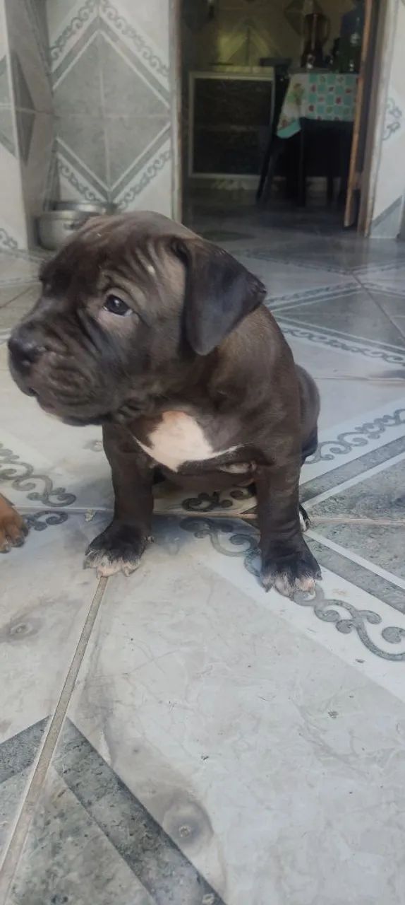 Pit mostro  - Foto 2
