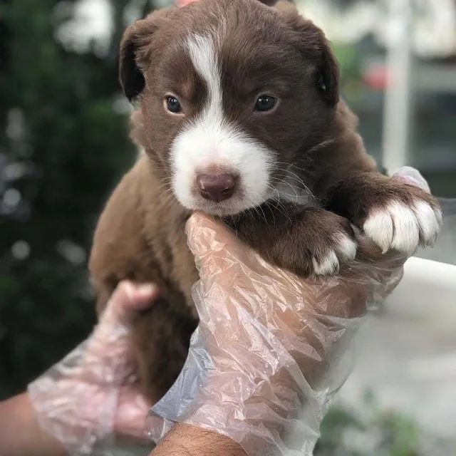 Border collie- Filhotes Lindos, Fortes e Bem Socializados