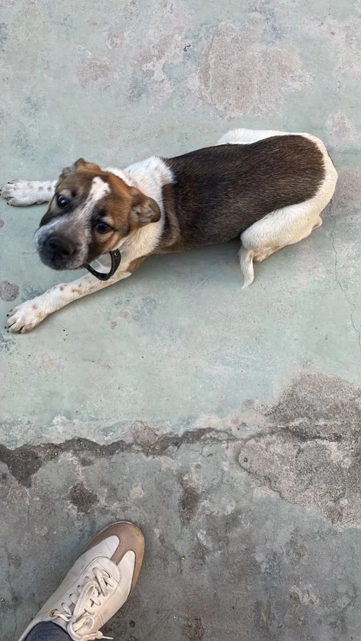 Doação cachorro macho 3 meses  - Foto 2