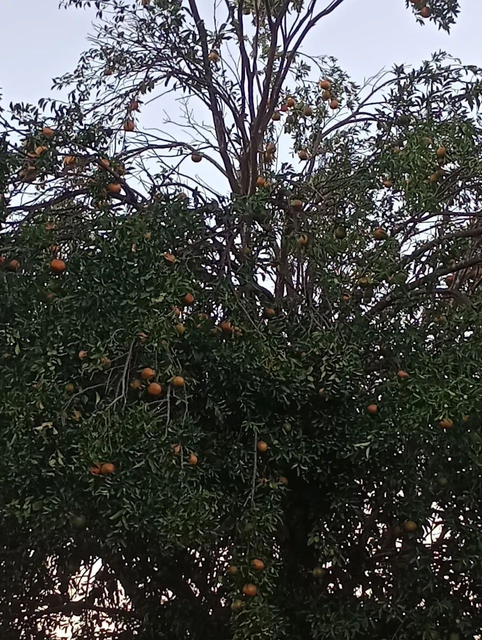 Chácara a venda - Foto 5
