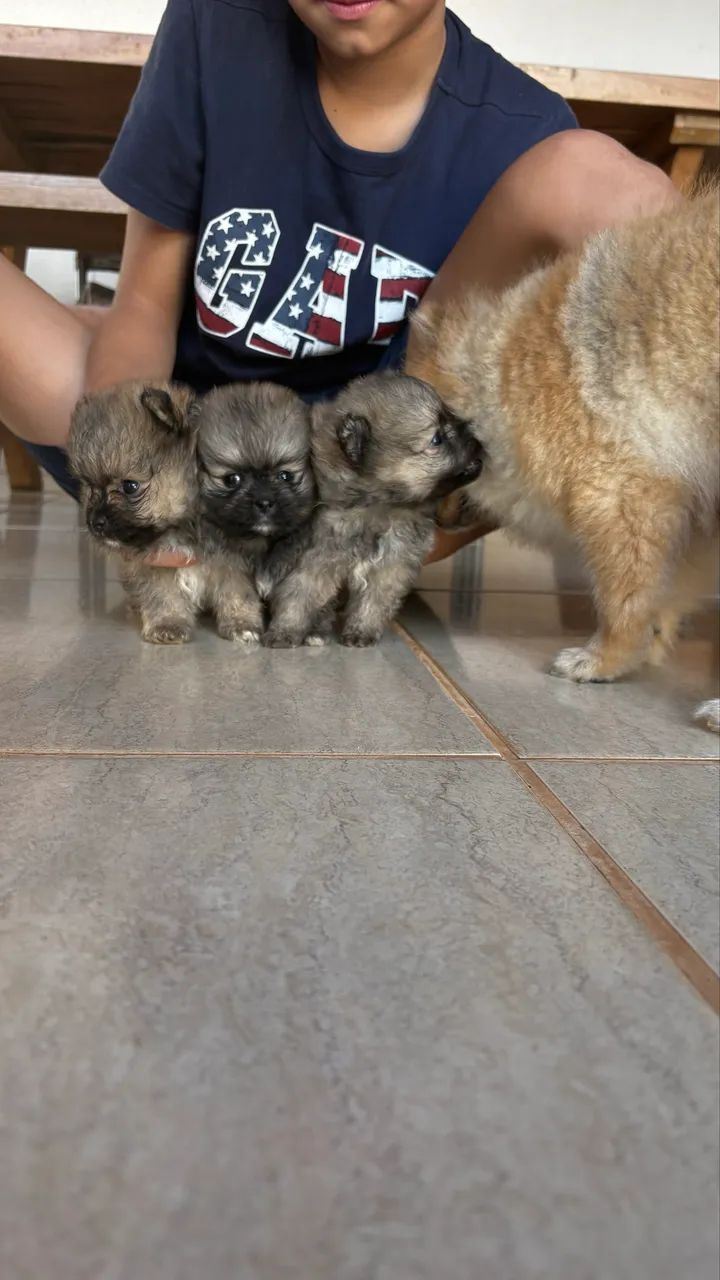 Filhote Lulu da Pomerania, Sptiz Alemão Anão  - Foto 5