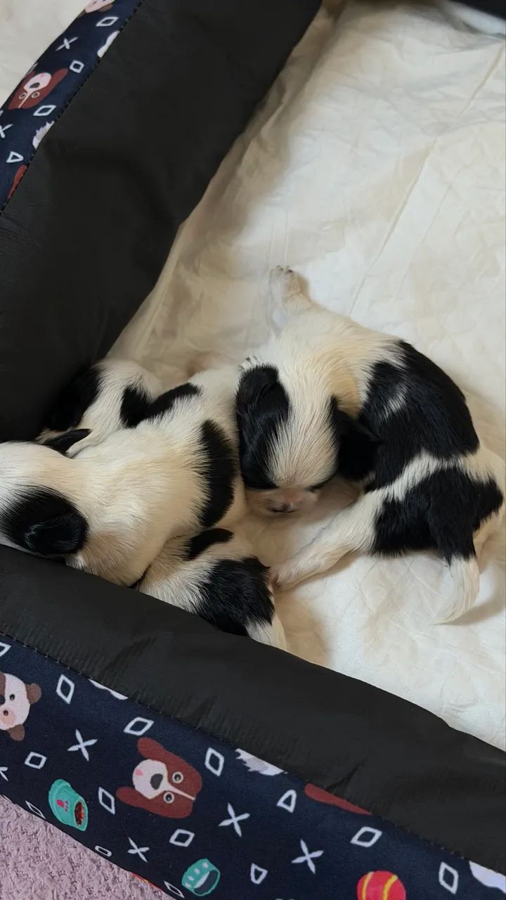 Shitzu  - Foto 4