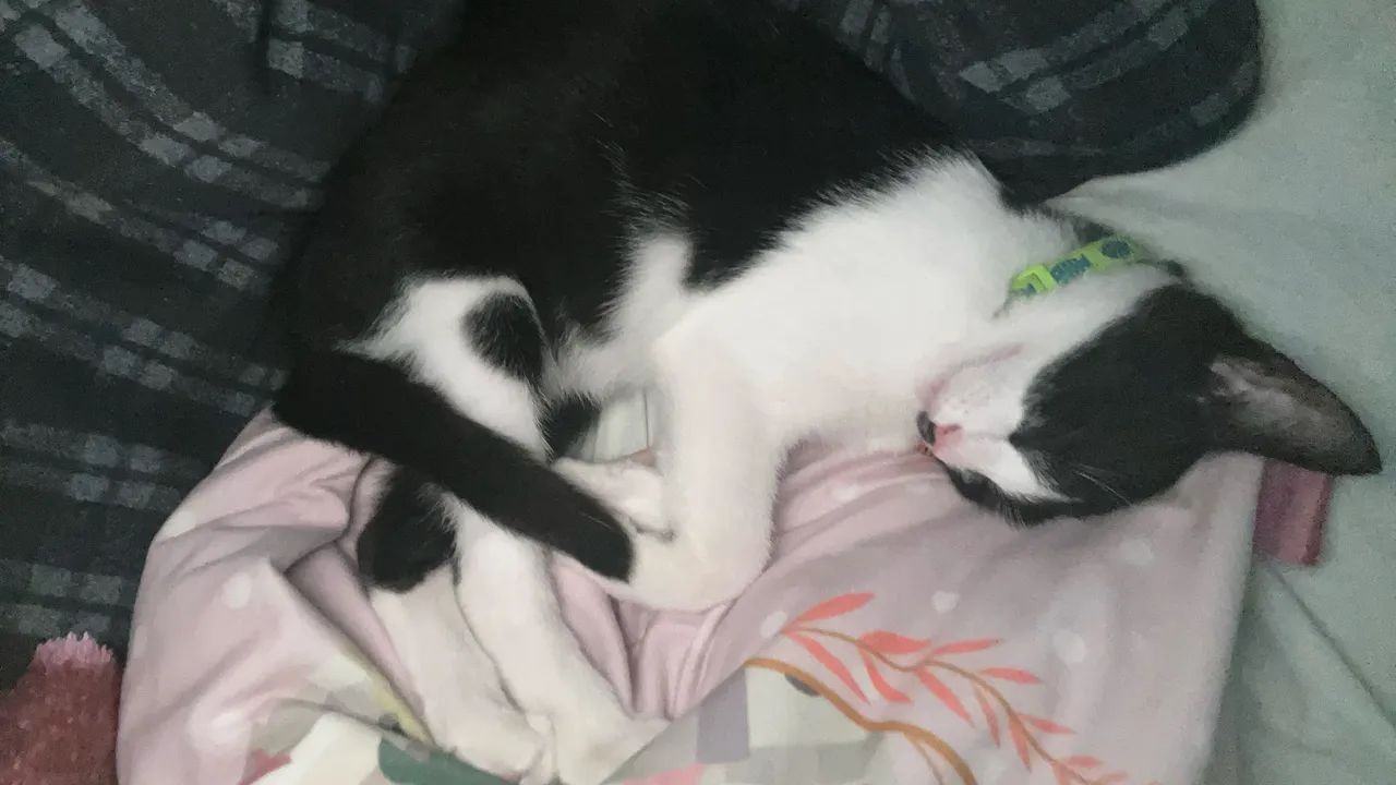Gatinho macho - Foto 3