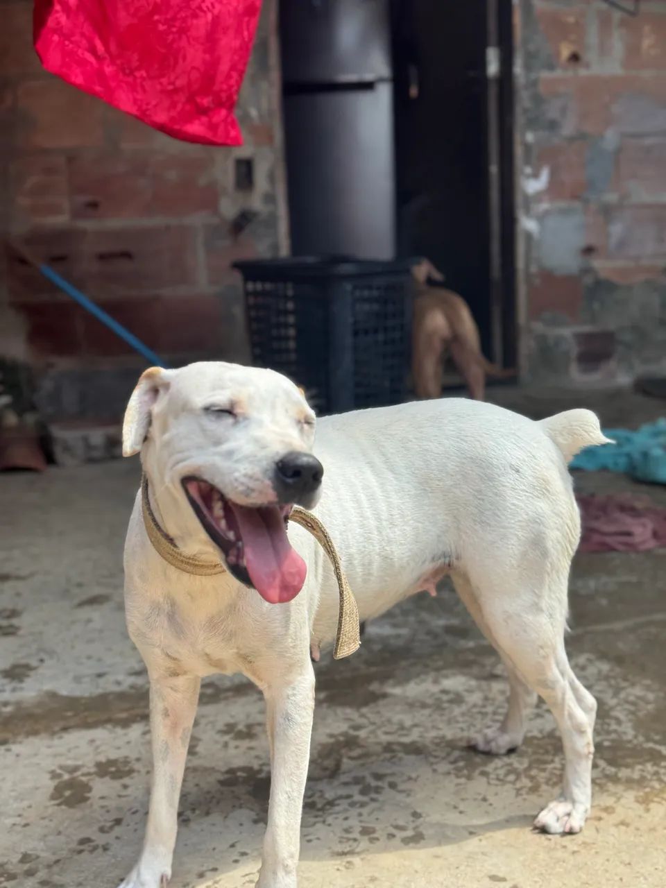 Mestiça com pit bull